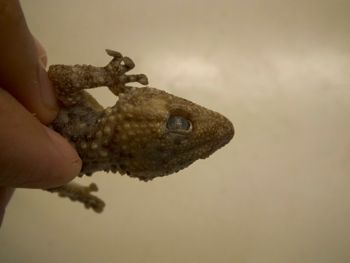 Media type: image;   Herpetology R-183771